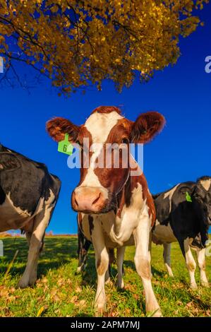 Nahaufnahme einer Kuh an der Kamera, Stowe, Vermont, USA Stockfoto