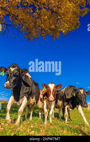 Nahaufnahme der Kühe in die Kamera, Stowe, Vermont, USA Stockfoto