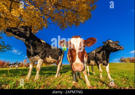 Nahaufnahme einer Kuh an der Kamera, Stowe, Vermont, USA Stockfoto