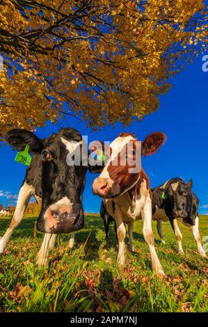 Nahaufnahme einer Kuh an der Kamera, Stowe, Vermont, USA Stockfoto