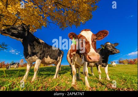 Nahaufnahme der Kühe in die Kamera, Stowe, Vermont, USA Stockfoto