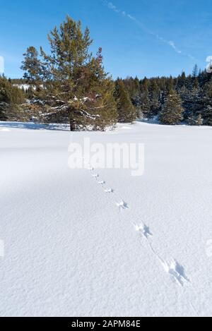 Gleithörnchenspuren im Schnee, Wallowa County, Oregon. Stockfoto