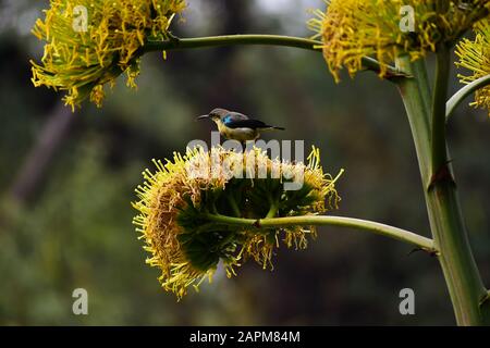 Shiny Purple Sunbird (Cinnyris Asiaticus) sitzend auf Century Plant JNU, New Delhi, Indien Stockfoto