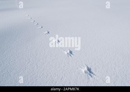 Gleithörnchenspuren im Schnee, Wallowa County, Oregon. Stockfoto