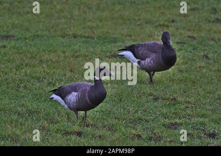 Brent Gänse, Branta bernicla. Mit Gras füttern. Deutschland Stockfoto