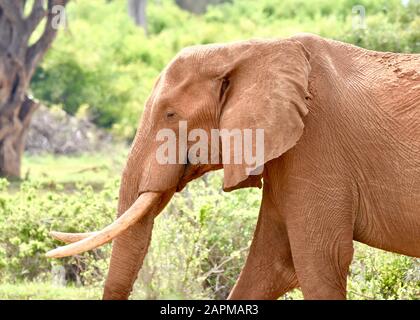 Nahaufnahme eines großen Stierelefanten (Loxodonta africana), der mit dem roten Boden des Tsavo East National Park in Kenia bedeckt ist. Stockfoto