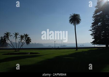 Sydney Royal Botanic Gardens, Farm Cove und Sydney Harbour mit Palmen im Morgennebel und einem Schoner und Fähren auf dem Wasser Stockfoto