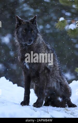 Schwarz gefärbtes graues Zeitwolf-Porträt im Schnee Stockfoto