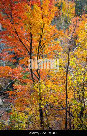 Herbst-/Herbstwaldlandschaft mit wechselnden Farben im Südwesten von Ontario, Kanada. Stockfoto