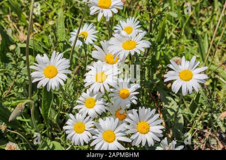 Feld voller gemeinsamer Gänseblümchen. Stockfoto