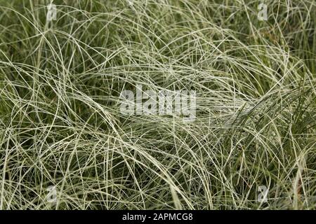 Carex Comans 'Amazon Mist' - New Zealand Hair Sedge in Sommer