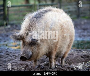 Januar 2020, Brandenburg, Neuruppin/Ot Gühlen-Glienicke: Ein rotes Mangalitza-Schwein steht in seinem Gehege im Kunsterspring-Zoo. Der ungewöhnliche Mantel mit geschweiften Borsten gibt dem Tier seinen Namen Wollschwein. Das Schwein kann bis zu 350 Kilogramm wiegen und kann 18 Jahre alt werden. Foto: Soeren Stache / dpa-Zentralbild / ZB Stockfoto