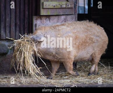 Januar 2020, Brandenburg, Neuruppin/Ot Gühlen-Glienicke: Ein rotes Mangalitza-Schwein steht in seinem Gehege im Kunsterspring-Zoo. Der ungewöhnliche Mantel mit geschweiften Borsten gibt dem Tier seinen Namen Wollschwein. Das Schwein kann bis zu 350 Kilogramm wiegen und kann 18 Jahre alt werden. Foto: Soeren Stache / dpa-Zentralbild / ZB Stockfoto