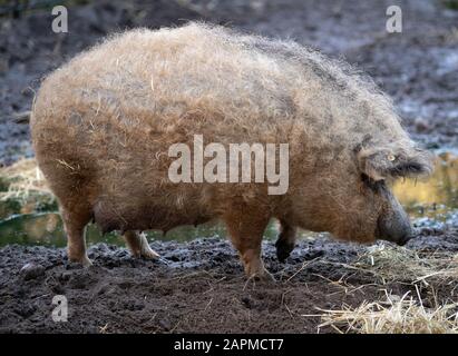 Januar 2020, Brandenburg, Neuruppin/Ot Gühlen-Glienicke: Ein rotes Mangalitza-Schwein steht in seinem Gehege im Kunsterspring-Zoo. Der ungewöhnliche Mantel mit geschweiften Borsten gibt dem Tier seinen Namen Wollschwein. Das Schwein kann bis zu 350 Kilogramm wiegen und kann 18 Jahre alt werden. Foto: Soeren Stache / dpa-Zentralbild / ZB Stockfoto