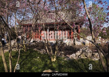 Der Pavillon der Friendship Hall durch Magnolienbäume im Chinesischen Garten im Frühjahr, Botanischer Garten Montreal, Quebec, Kanada Stockfoto