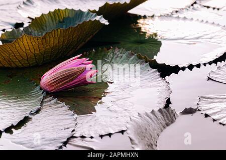 Süß-rosafarbene lotoswasserlilien vor der Blüte unter Morgenlicht - reine und schöne tropische Wasserpflanze in Thailand Stockfoto
