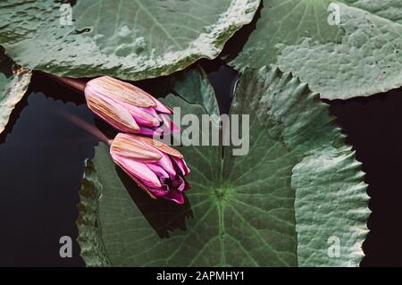 Süß-rosafarbene lotoswasserlilien vor der Blüte unter Morgenlicht - reine und schöne tropische Wasserpflanze in Thailand Stockfoto