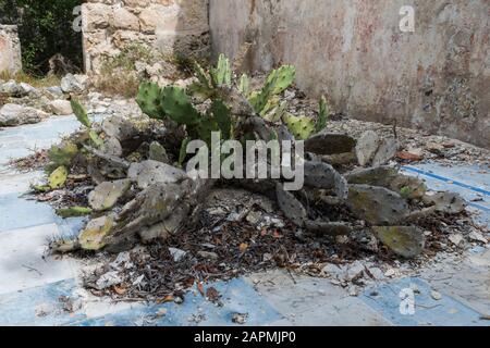 Alte Überreste der Exhacienda Real de Salinas, wo sie Salz herstellen. Bei Celestun im Bundesstaat Yucatan, Mexiko Stockfoto