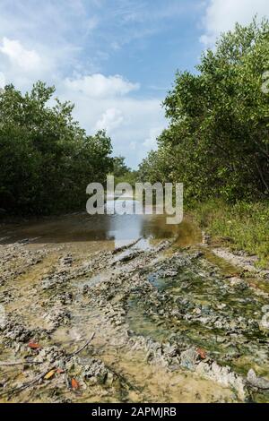 Alte Überreste der Exhacienda Real de Salinas, wo sie Salz herstellen. Bei Celestun im Bundesstaat Yucatan, Mexiko Stockfoto