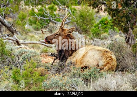 American Elk am Südrand des Grand Canyon Stockfoto