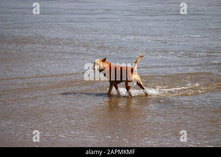 Gelber Hund am Strand steht im Herbst Stockfoto