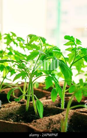 Tomatenpflanzen in Töpfen aus Torf und Papier am Fenster. Austausch von Kunststoff durch umweltfreundliches, biologisch abbaubares Material. Nahaufnahme. Stockfoto