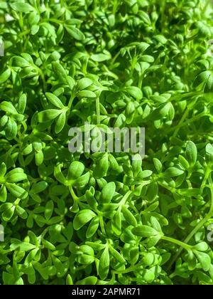 Gartenkresse sprießt von oben. Kress, auch Pfefferwort oder Pfeffergras. Lepidium sativum, ein schnell wachsendes essbares Kraut. Grüne Sämlinge. Stockfoto