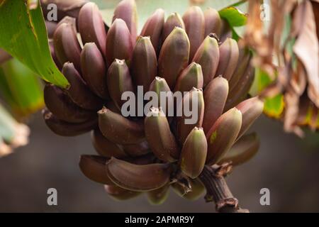 Nahaufnahme der Frische Organische von Red Banana Bündel Stockfoto