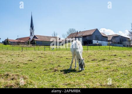 Weisses Pferd weidet auf Alpenwiesen, Bayrische Alpen in Deutschland. Stockfoto