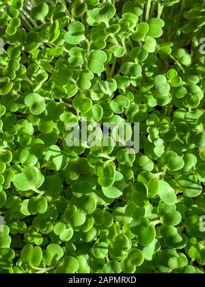 Arugula-Spross von oben, Makrolebensmittelfoto. Sproutingrakete, Eruca vesicaria, auch Gartenrakete genannt. Grüne Sämlinge und junge Pflanzen. Stockfoto