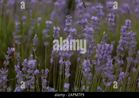 Lavendelfelder in Wasserfarbe, gezählte Kreuzstich, provence alpen cote c te, Stichkit, Lavendelblüten Stockfoto