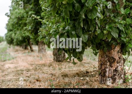 Reihen von Apfelbäumen in der Mitte eines alten Apfelplantagen - niedrige Winkelansicht der Baumrinde Stockfoto