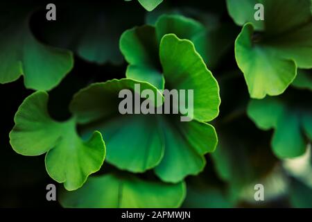 Nahaufnahme von frischen, leuchtend grünen Ginkgo biloba-Blättern (Yin Xing). Natürliche Laub Hintergrund. Ying Yang Symbol Stockfoto