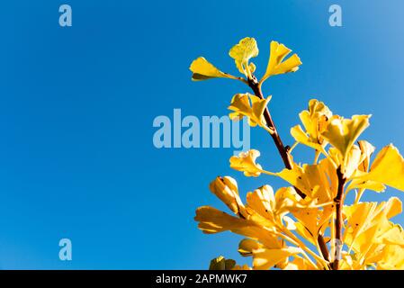 Goldene Ginkgo biloba Blätter (Yin Xing) an Baumzweigen bei Sonnenschein gegen klaren blauen Himmel. Chinesischer Garten Stockfoto