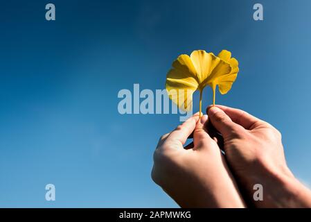 Paar in Liebe halten mit den Händen zwei goldene Ginkgo biloba Herbstblätter auf blauen Himmel Hintergrund. Ying Yang Symbol Stockfoto