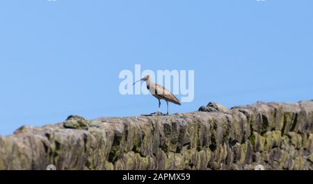 Eine Locke thront an einer trockenen Steinmauer im Sonnenschein gegen einen leuchtend blauen Himmel Stockfoto