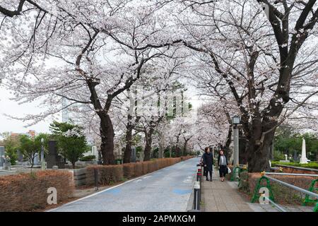 Tokio, JAPAN - 29. MÄRZ 2019: Kirschblütenfest auf dem Aoyama-Friedhof. Der Aoyama-Friedhof ist während der Frühlingssaison ein beliebter Ort Stockfoto