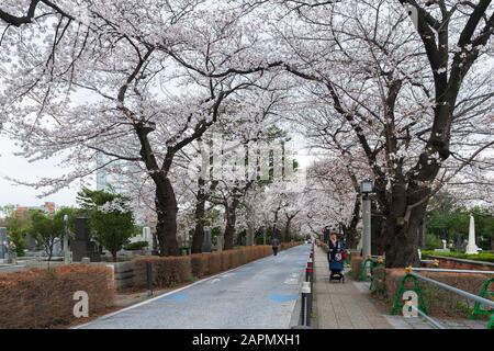 Tokio, JAPAN - 29. MÄRZ 2019: Kirschblütenfest auf dem Aoyama-Friedhof. Der Aoyama-Friedhof ist während der Frühlingssaison ein beliebter Ort Stockfoto