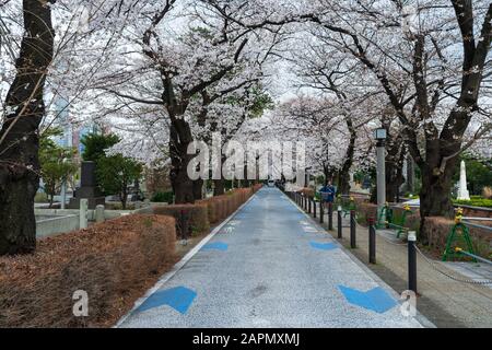 Tokio, JAPAN - 29. MÄRZ 2019: Kirschblütenfest auf dem Aoyama-Friedhof. Der Aoyama-Friedhof ist während der Frühlingssaison ein beliebter Ort Stockfoto