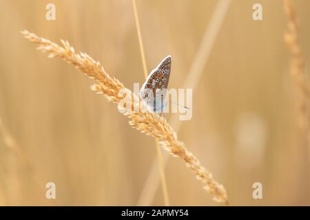 Ein häufiger blauer Schmetterling thront bei Sonnenschein auf einem Graskopf Stockfoto