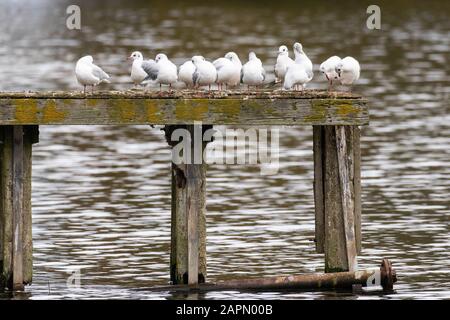 Eine Sammlung von Möwen, die auf einem verfaulten alten Steg preschen Stockfoto