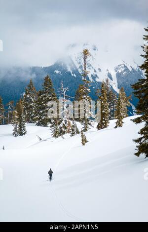 Kiefernwald im Schnee mit Bergen bedeckt Nebel und Wälder im Hintergrund Stockfoto
