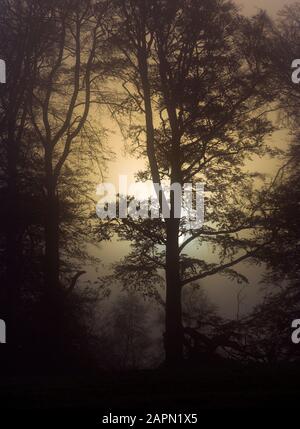 Buchen Sie am nebligen Morgen in Berkhamsted Common Hertfordshire Stockfoto