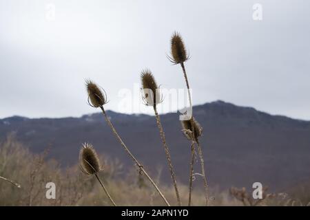 Selektiver Fokus Low-Angle-Aufnahme von Disteln mit einem Berg Im Hintergrund Stockfoto