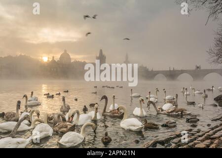 Schwäne und Enten am Ufer der Moldau und die Karlsbrücke bei Sonnenaufgang mit Nebel bedeckt. Prag, Tschechien Stockfoto