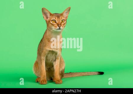 Abessinierkatze (Felis silvestris catus), Erwachsene, wilde Farbe, 2 Jahre, sitzend, grüner Hintergrund, Studioaufnahme, Österreich Stockfoto