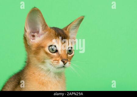 Abessinierkatze (Felis silvestris catus), Jungtier, wild gefärbt, 9 Wochen, Tierporträt, seitlicher, grüner Hintergrund, Studioshot, Österreich Stockfoto