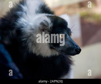 Kopf eines schwarzen Lemurs mit gelben Augen, Nahaufnahme Stockfoto