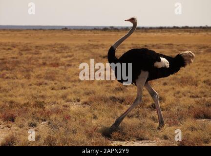 Nahaufnahme eines Straußes, der auf der grasbewachsenen Savanne läuft Ebene in Namibia Stockfoto