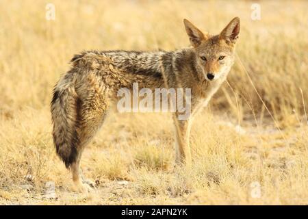 Nahaufnahme eines auf grasbewachsenen Ebenen stehenden Kapfuchses Einer Savanne in Namibia Stockfoto